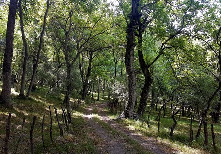 Valnøttskogen