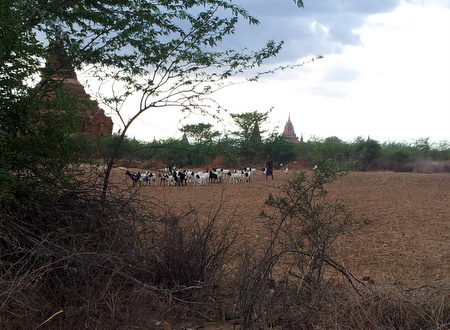 Dyreflokk i Bagan