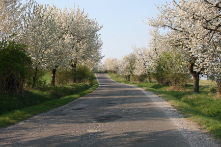 Blomster på trær