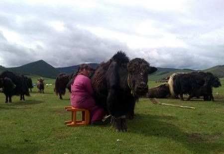 Melking i Mongolia